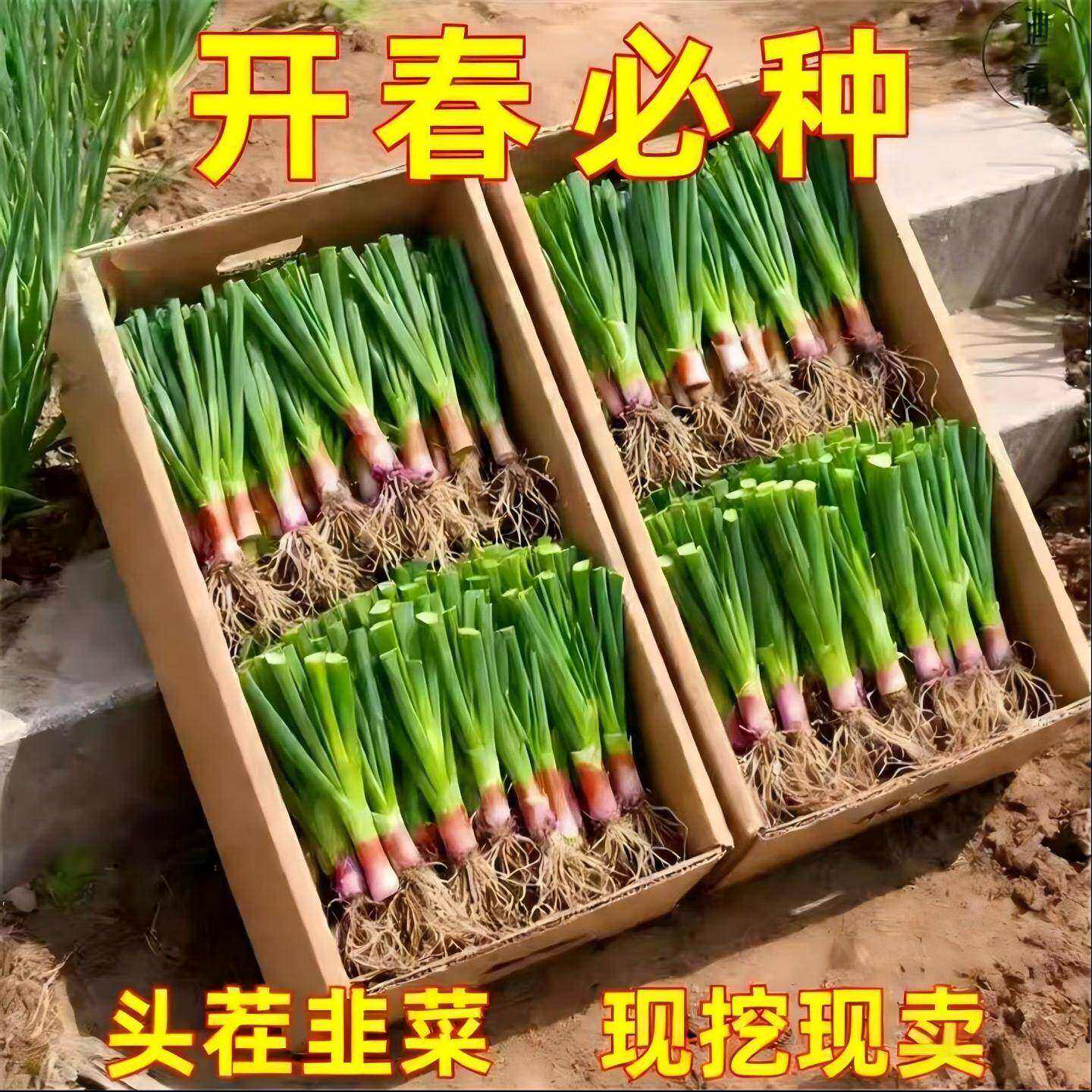 现挖紫根韭菜根四季盆栽易种植