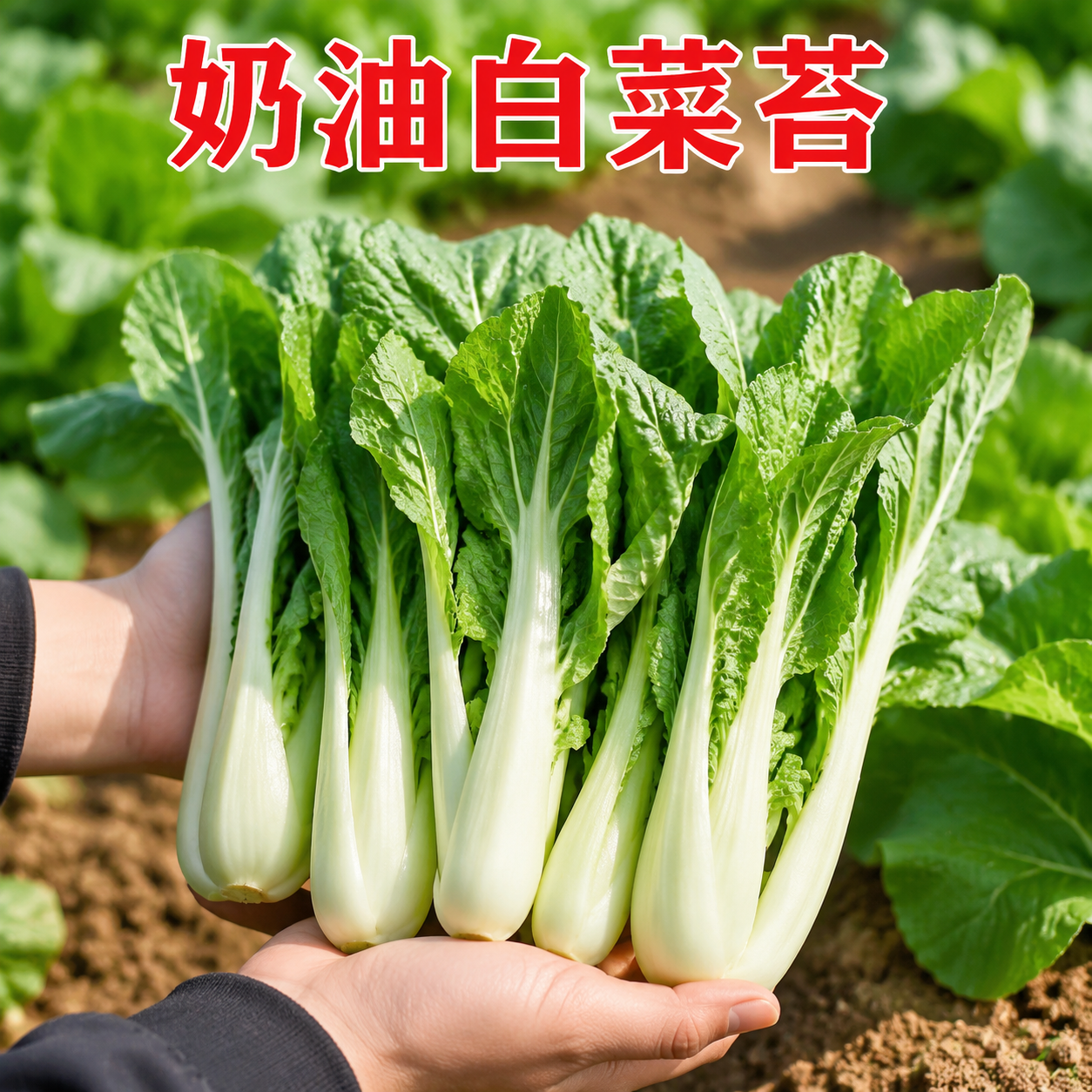 奶油白菜苔种子四季阳台盆栽