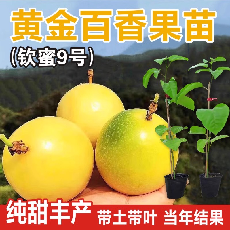 【四季结果】9号黄金百香果苗嫁接苗大苗台农紫蜜香树庭院爬藤钦