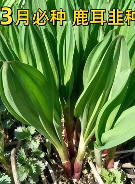 鹿耳韭种子耐寒寒葱种子新鲜鹿耳韭苗葱可食用现挖现发特色绿植