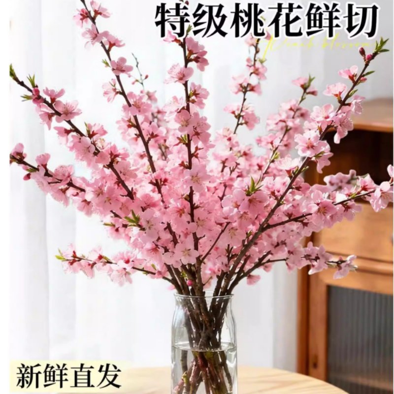 鲜切桃花枝鲜水培植物云南基地直发家用插花干枝室内好养活鲜花卉,鲜花速递/花卉仿真/绿植园艺,红掌/凤梨/温室花卉,淘宝优惠券,粉丝福利购,淘宝优惠卷