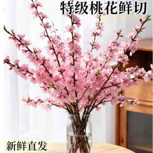 鲜切桃花枝鲜水培植物云南基地直发家用插花干枝室内好养活鲜花卉