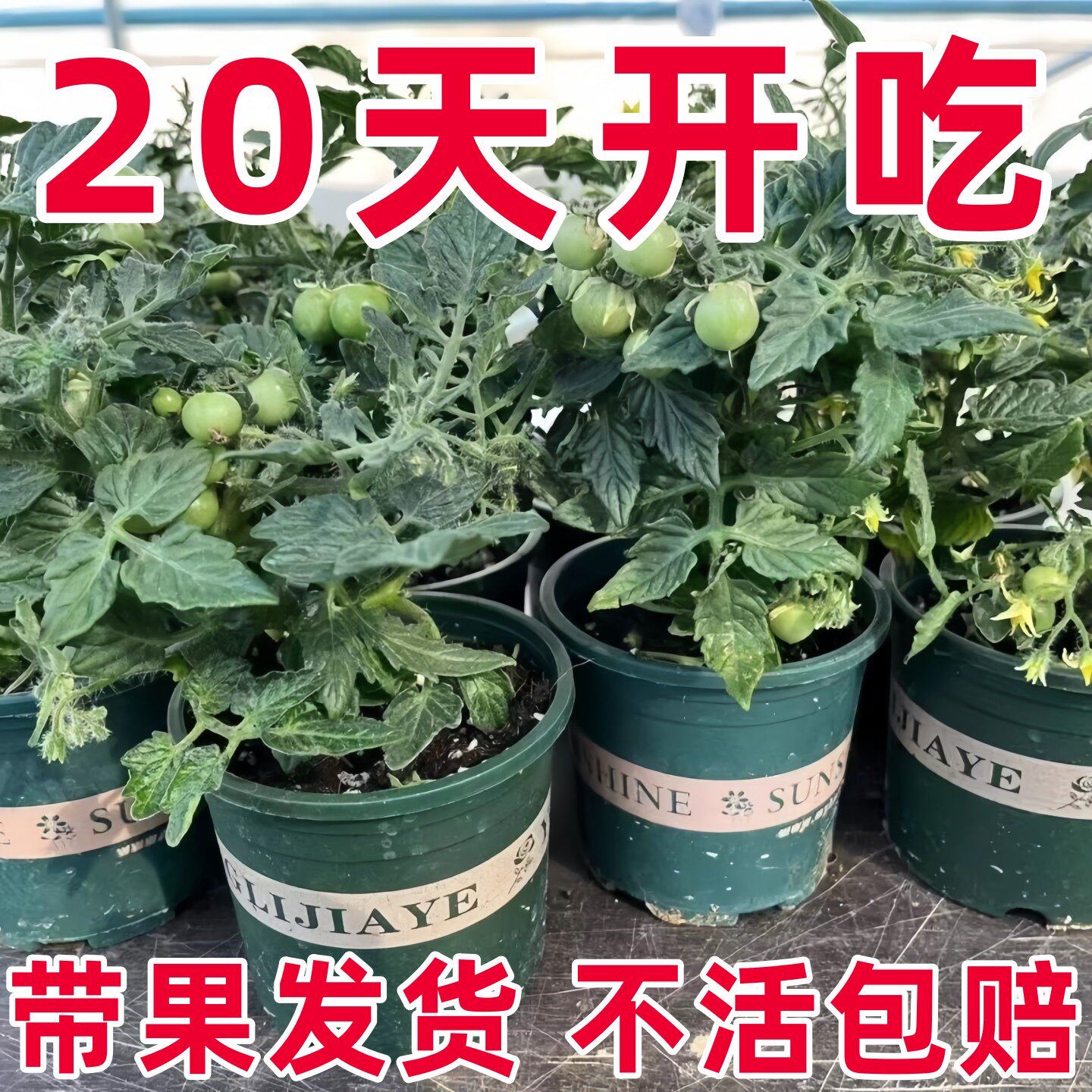 矮生番茄盆栽带果可食用