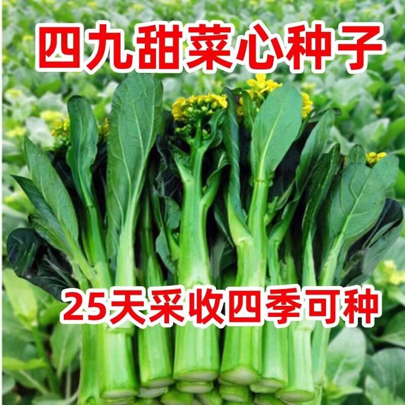 耐寒广东四九菜心种子红菜苔白菜苔四季蔬菜种籽孑迟青菜苗秧菜籽