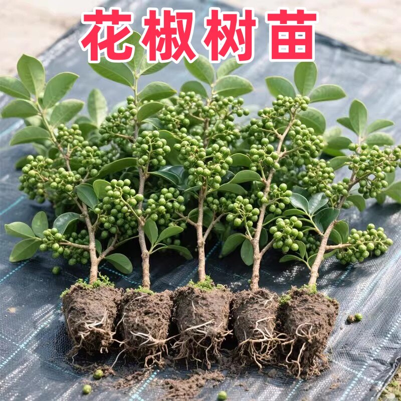 四川汉源无刺藤椒树苗地栽