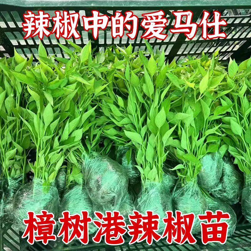 正宗樟树港辣椒苗特别辣的辣椒带土秧苗樟树港辣椒正宗种苗子
