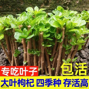 大叶食用枸杞树苗枸杞叶苗菜苗种植蔬菜阳台绿植盆栽四季带根带芽