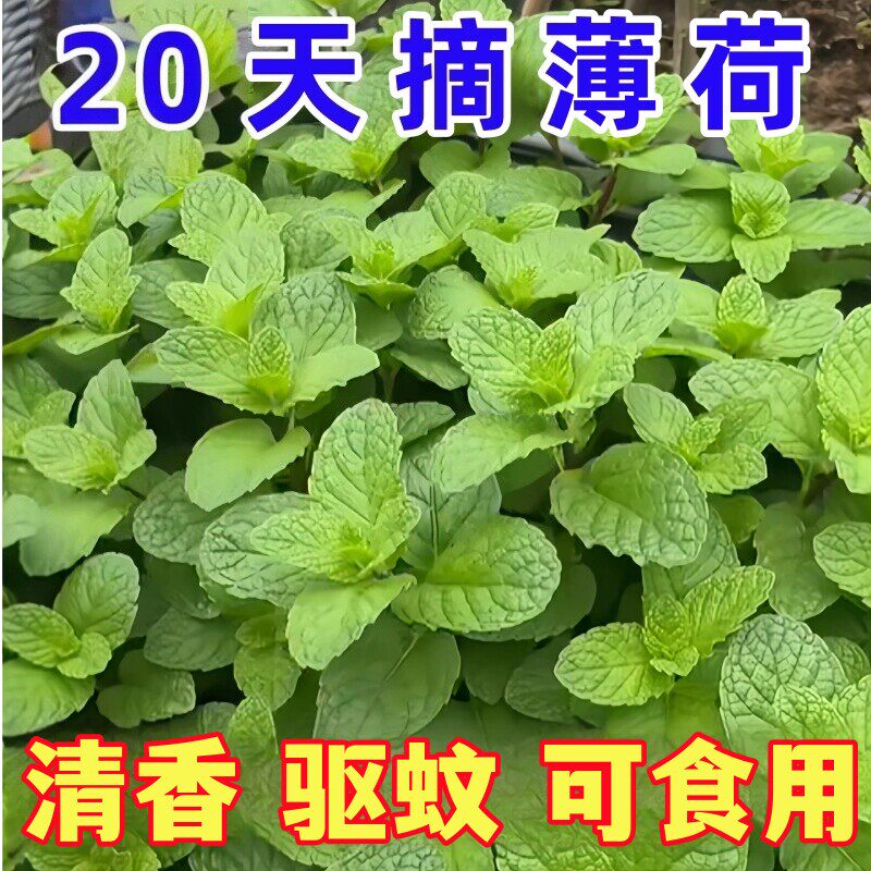 可食用驱蚊老品种薄荷种子