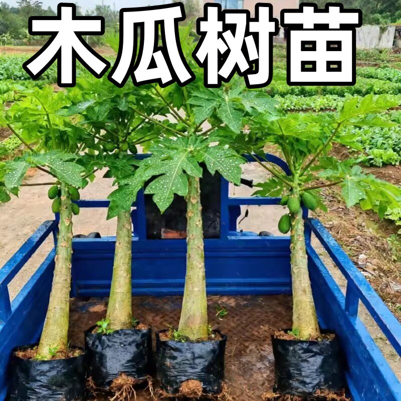 矮化木瓜树苗嫁接木瓜苗四季结果红心木瓜庭院盆栽南方种植果树苗