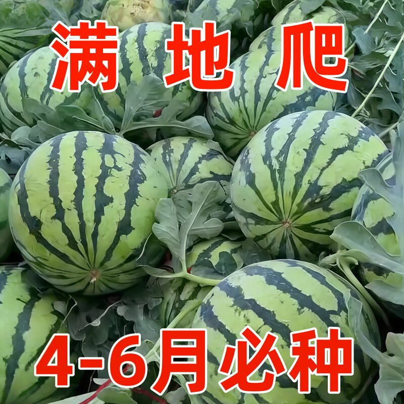 早佳8424麒麟西瓜种子早熟甜少籽
