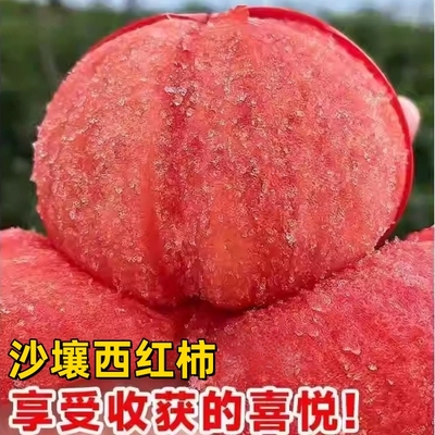 沙瓤西红柿种孑苗普罗旺斯番茄种子草莓圣女果籽盆栽蔬菜种子大全