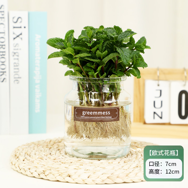 薄荷盆栽阳台桌面室内外水培土培清香驱蚊可食用薄荷净化空气植物