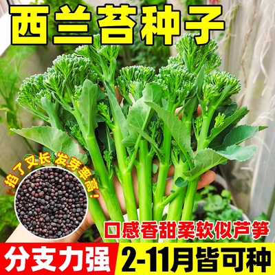 云南新鲜兰花苔西兰花脆嫩