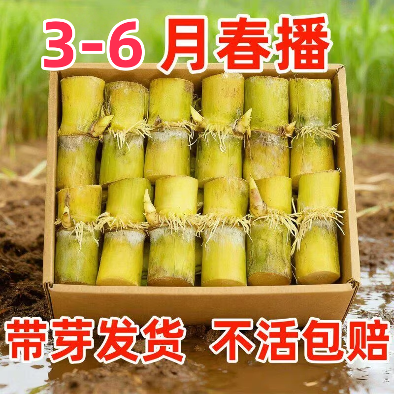 黄金白玉甘蔗种苗盆栽正宗广西黄皮甘蔗苗种黑皮甘蔗种节南北方种
