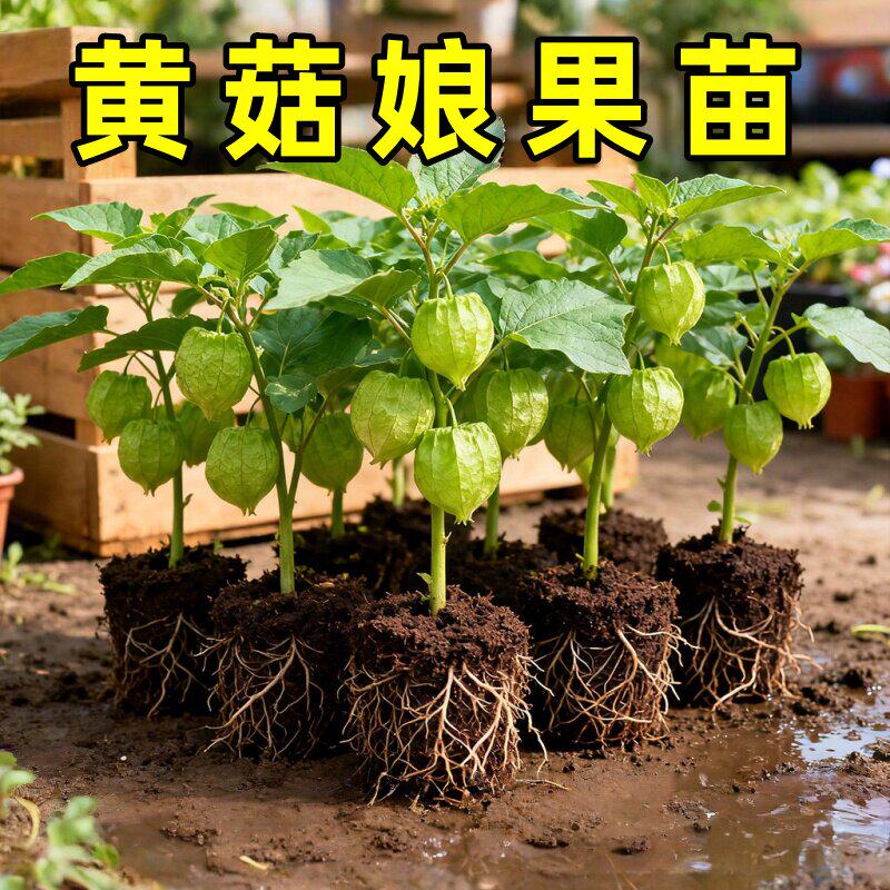 大黄姑娘果种子苗秧红黄金东北姑娘果灯笼果苗四季阳台盆栽水果苗