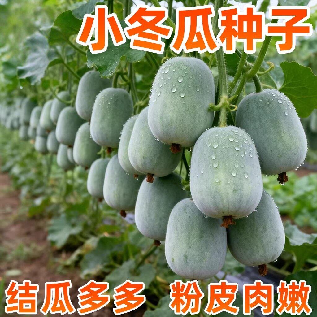 一串铃小冬瓜种子粉皮冬瓜种子皮薄肉厚早熟抗病迷你冬瓜种子菜籽
