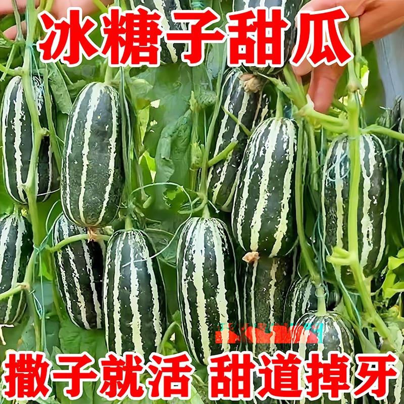 甜掉牙甜瓜种子薄皮超甜瓜花皮香瓜籽四季水果种孑冰糖子春夏秋季