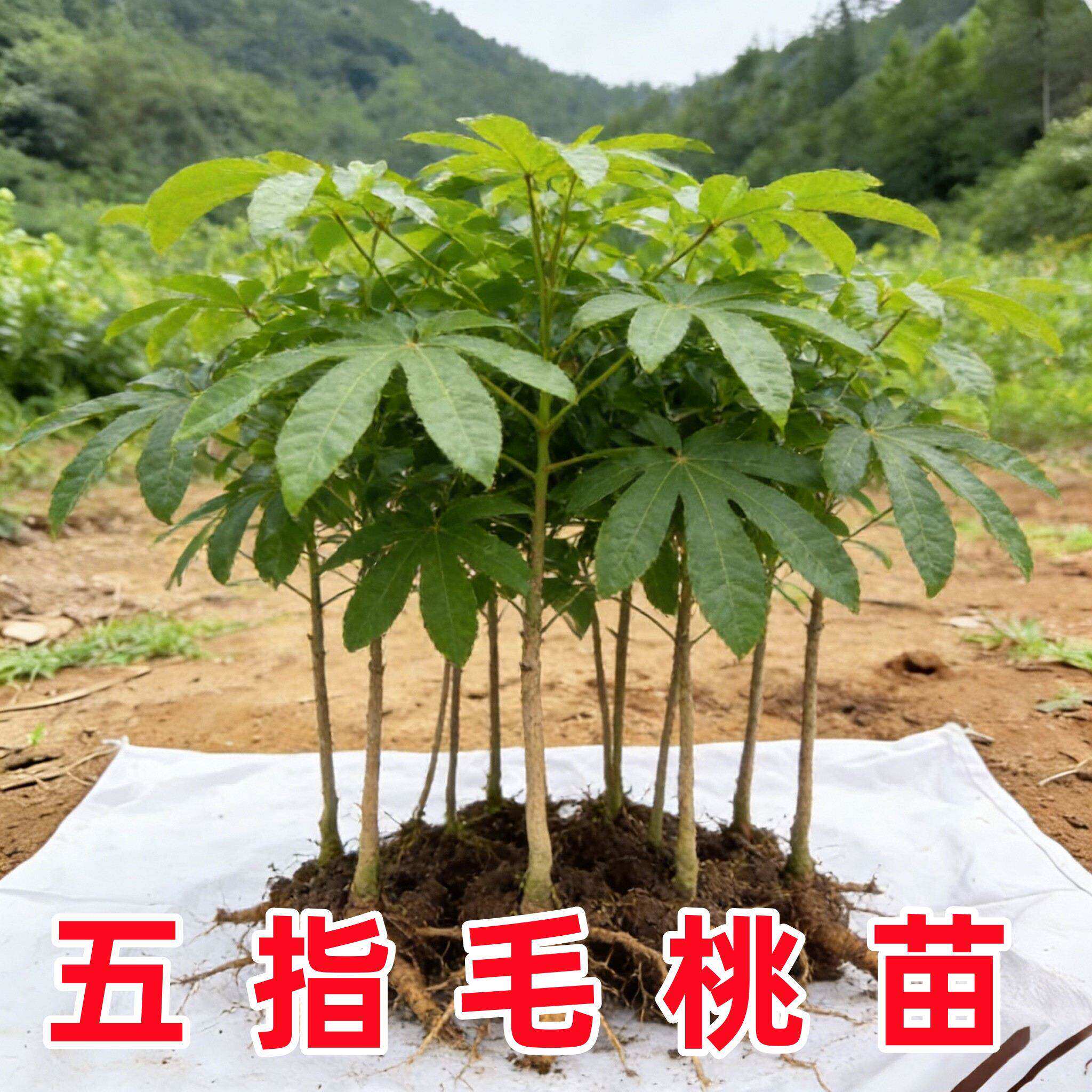 正宗五指毛桃苗中药材种植苗果树果苗南北方耐寒四季种植带土好养