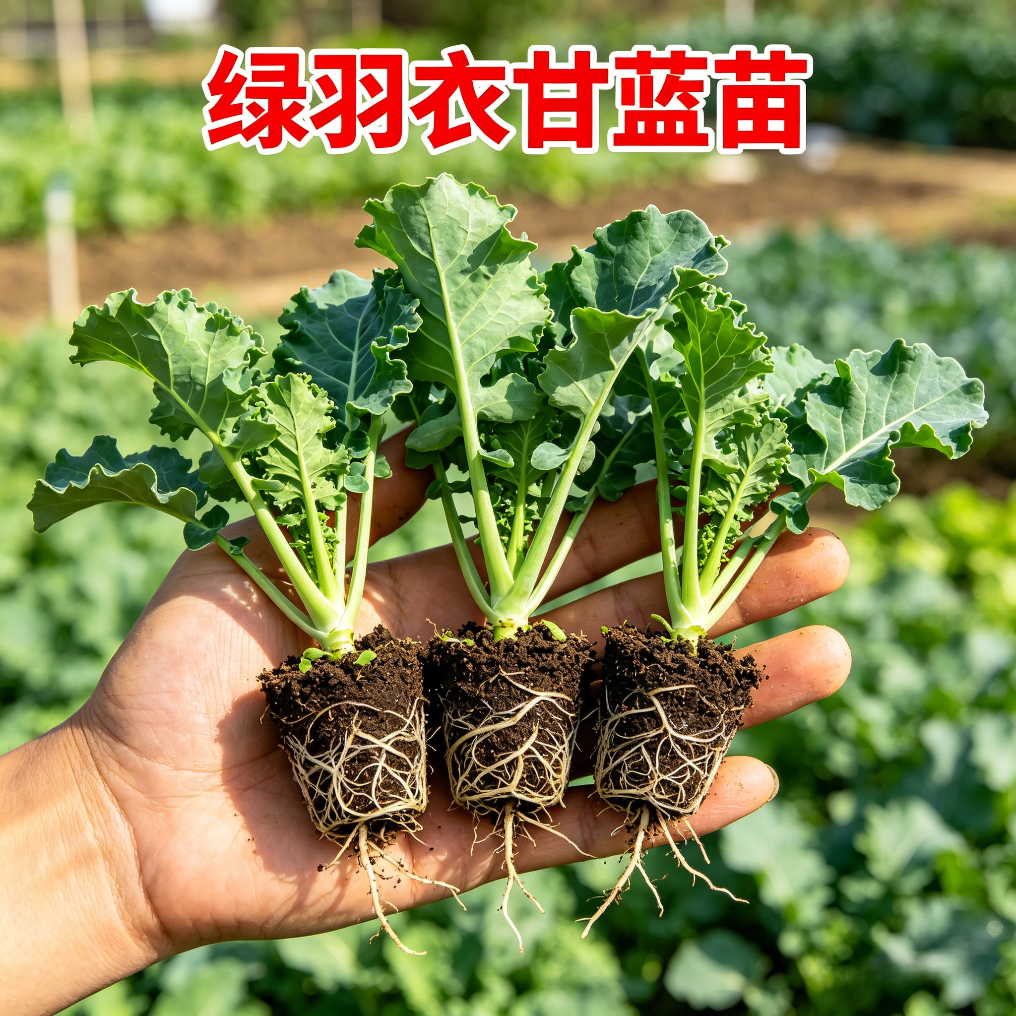 耐热带土羽衣甘蓝苗盆栽