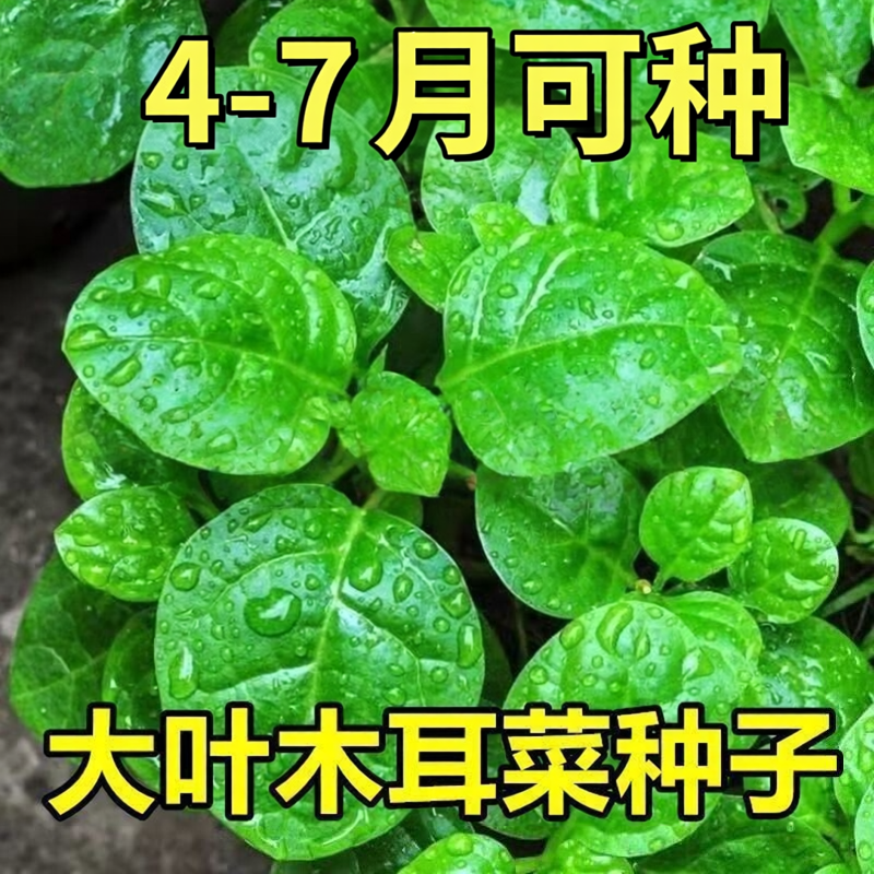 大叶木耳菜种子种籽大秧苗爬藤落葵春季四季盆栽蔬菜苗幼苗孑菜苗