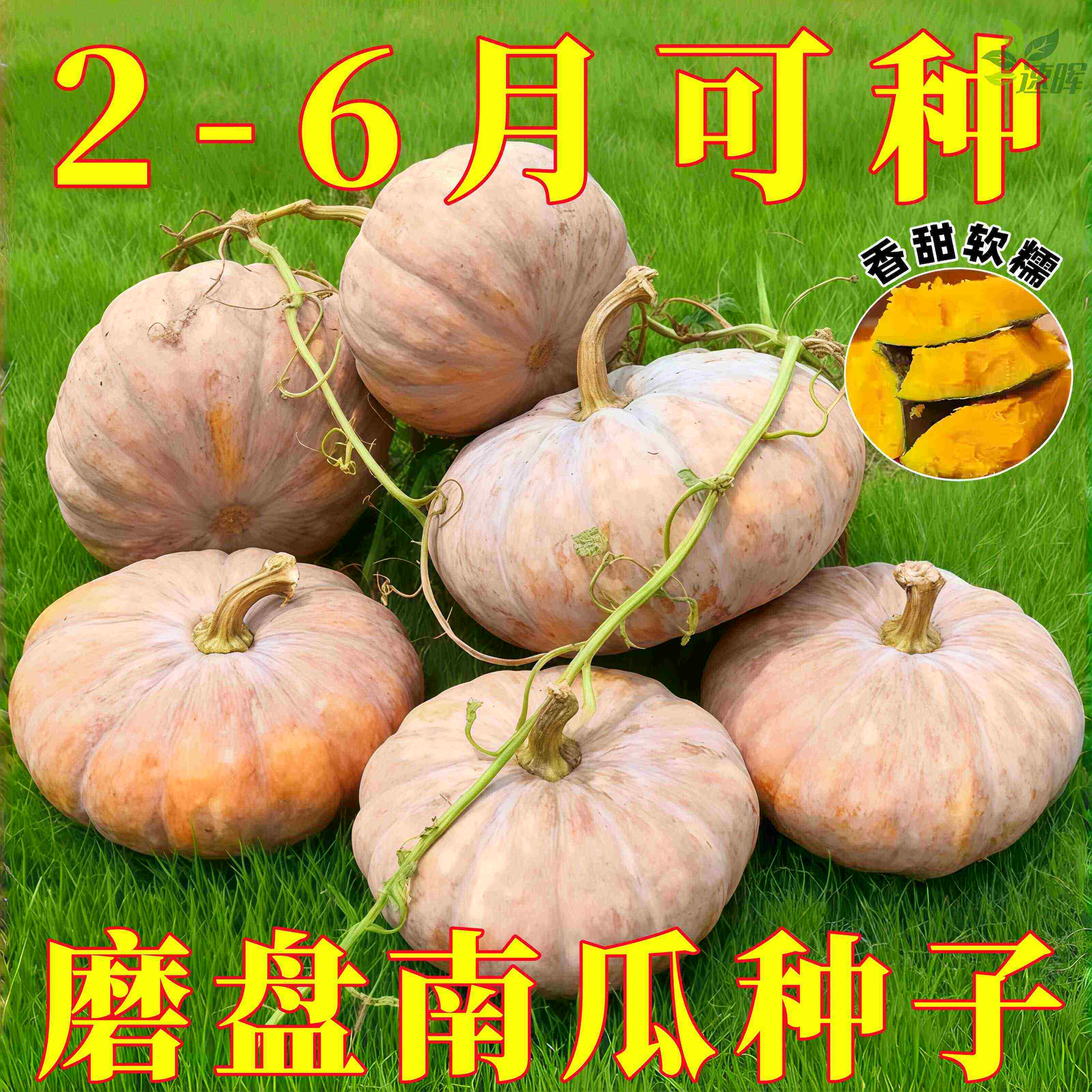 老品种南瓜种子甜面高产可留种甜糯磨盘南瓜种子正品南瓜蔬菜种子