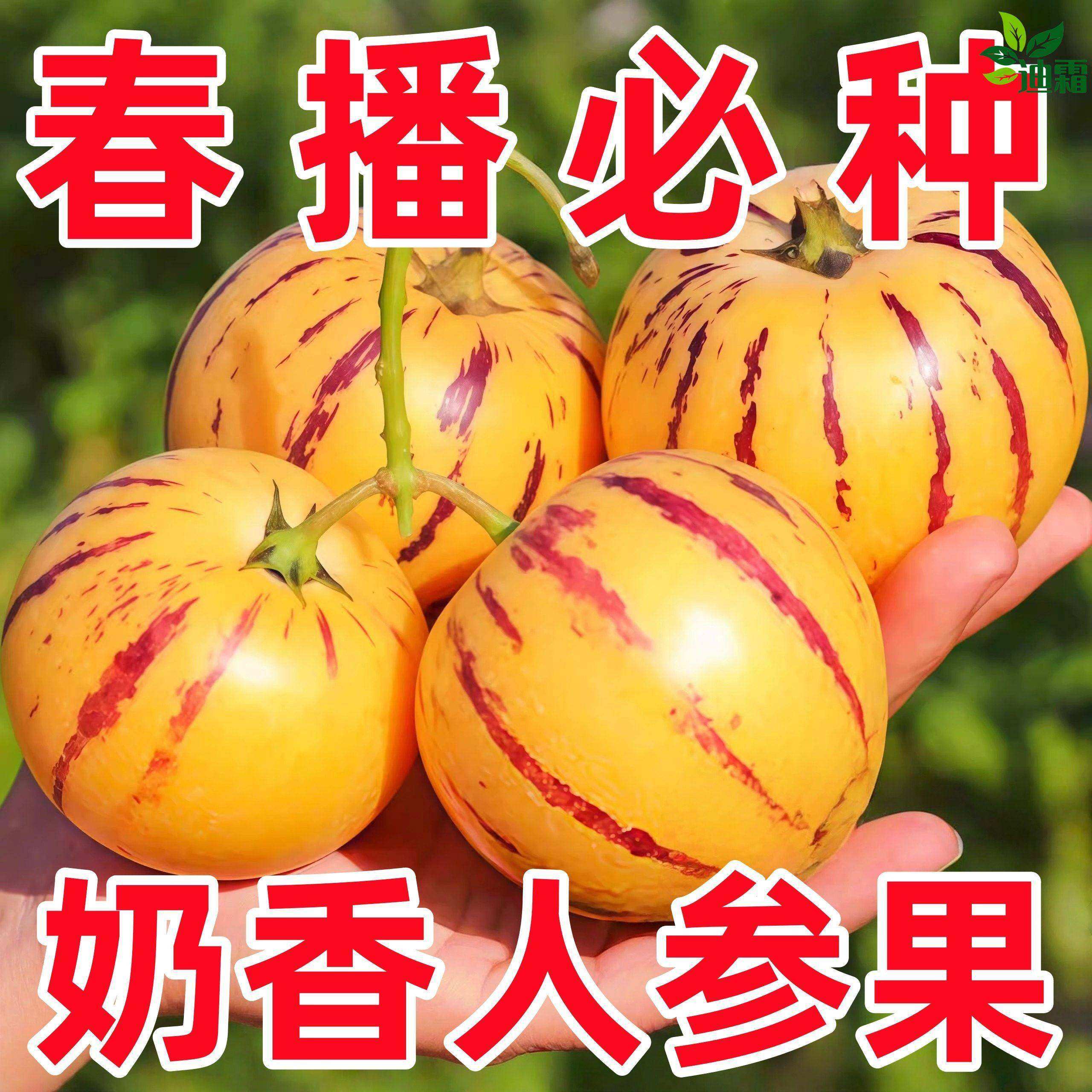 人参果种子黄心正宗四季播种阳台盆栽庭院香甜爆汁水果种阳台种籽,鲜花速递/花卉仿真/绿植园艺,种苗/半成品盆栽,淘宝优惠券,粉丝福利购,淘宝优惠卷