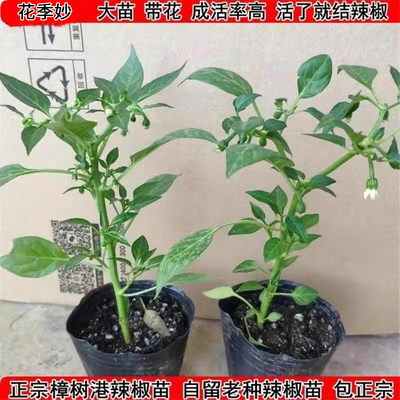 正宗樟树港辣椒苗原产地核心产区带叶带土发货湖南辣椒苗蔬菜苗子