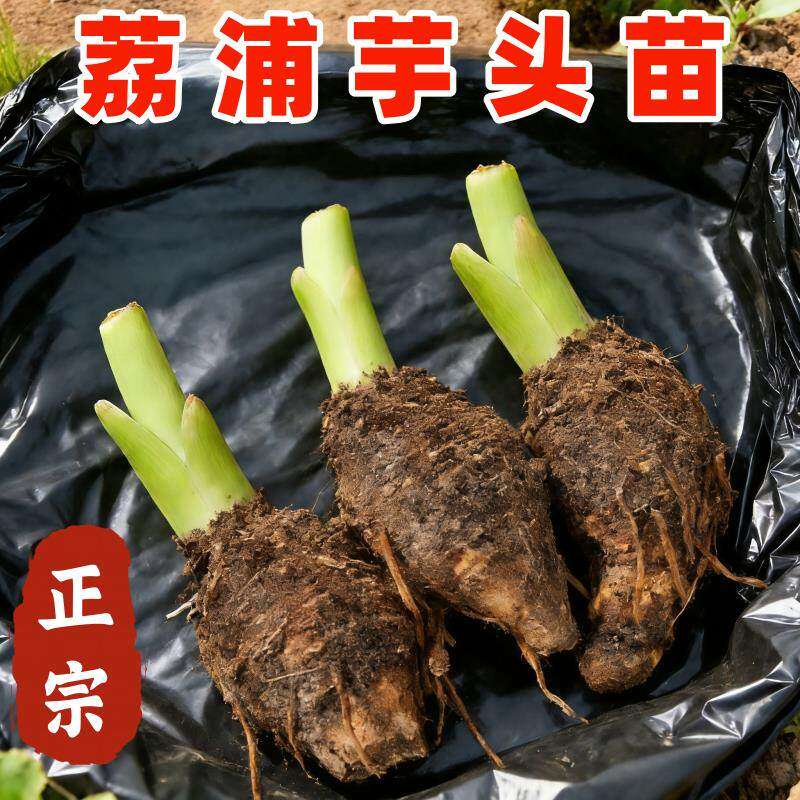 高产广西大香芋苗种正宗荔浦芋头种子种植苗本地红芽槟榔芋冰糖芋