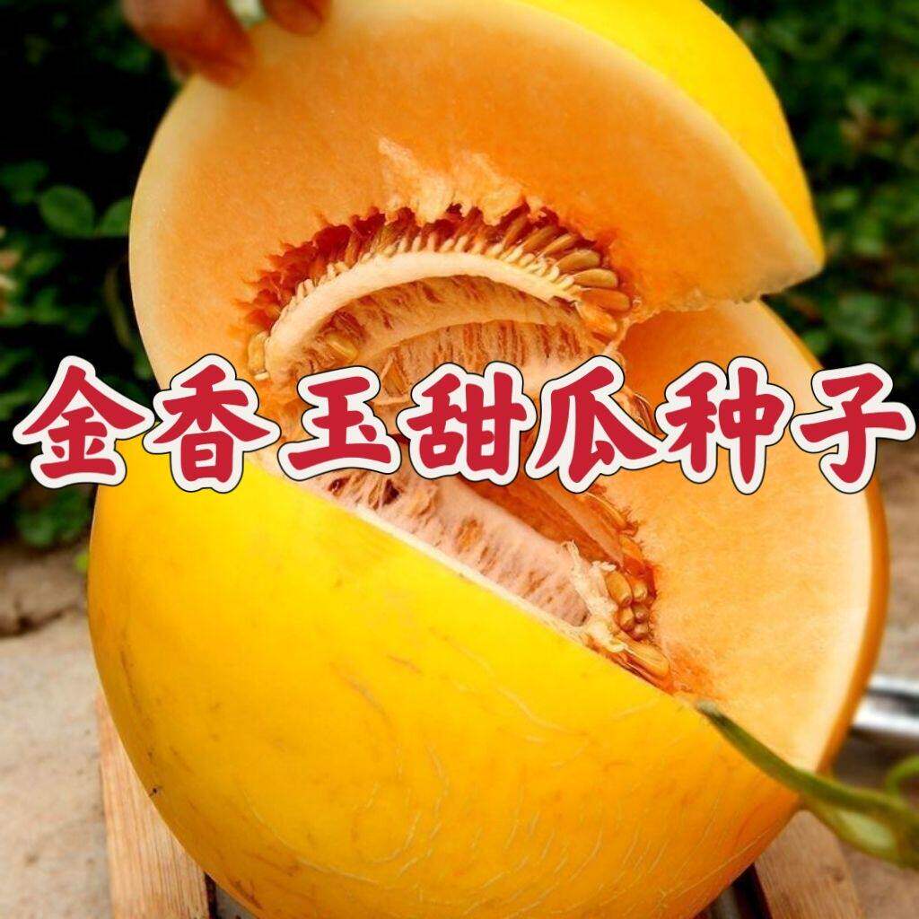 超甜黄金蜜甜瓜种子金香蜜瓜种籽香瓜盆栽地栽早熟抗病瓜水果种孑