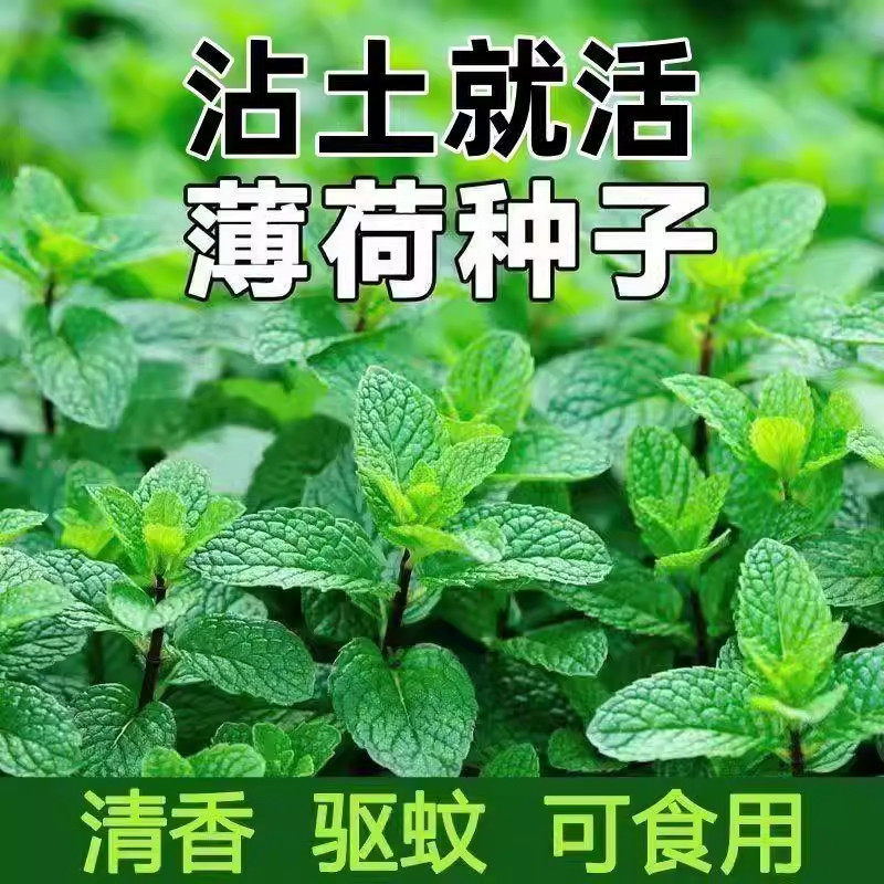 食用薄荷种子柠檬薄荷种子驱蚊花草植物种子四季阳台薄荷盆栽可食