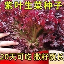 奶油咖啡紫生菜新鲜叶菜类生吃凉拌甜脆多汁沙拉菜农家自种生菜