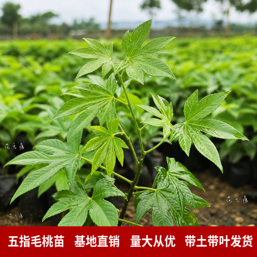 正宗五指毛桃苗五爪龙煲汤中药材树苗带土易活盆栽地栽四季种植