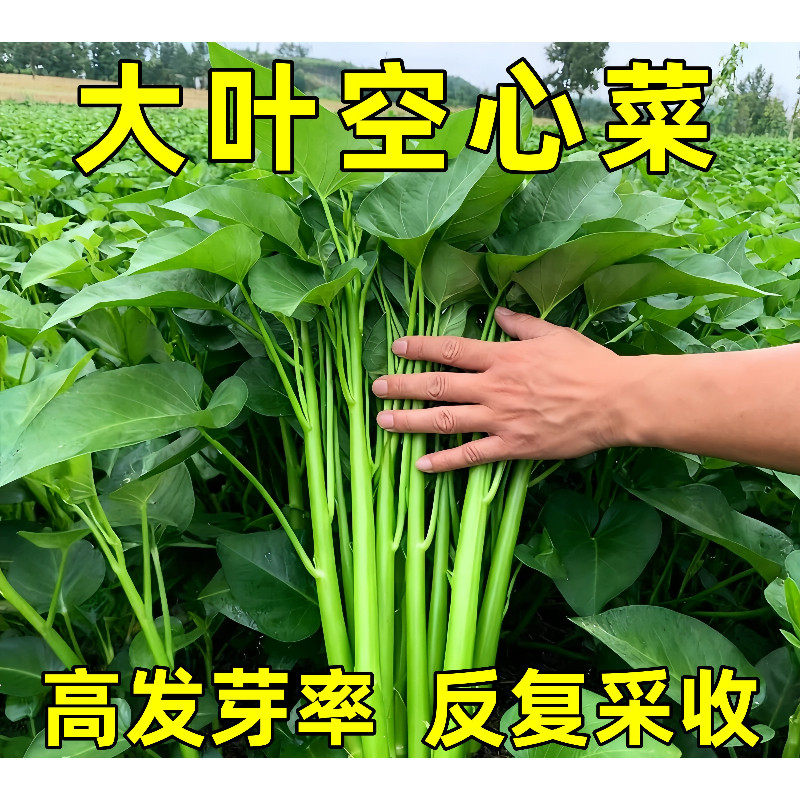 大叶空心菜种子四季高产易种