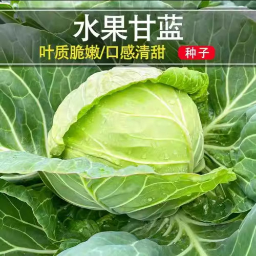 甜脆水果绿宝甘蓝种子包菜种子大头菜早熟抗裂大田蔬菜种清甜鲜嫩