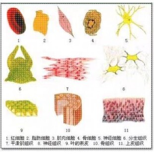 科研绘图封面信号通路医学SCI作图插画 机制图TOC摘要图画图