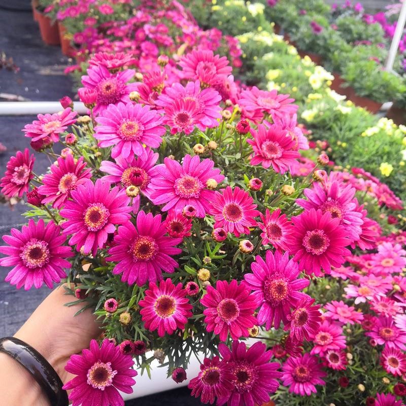 球菊玛格丽特菊盆栽带花苞花苗室内外耐寒庭院花卉多年生四季开花