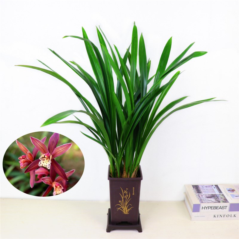 墨兰企黑浓香兰花盆栽报岁兰宽叶兰花苗素心白墨客厅阳台绿植花卉