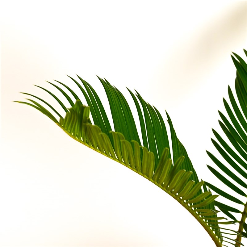 铁树盆景室内好养植物招财盆栽花盆新中式办公桌庭院绿植四季常青