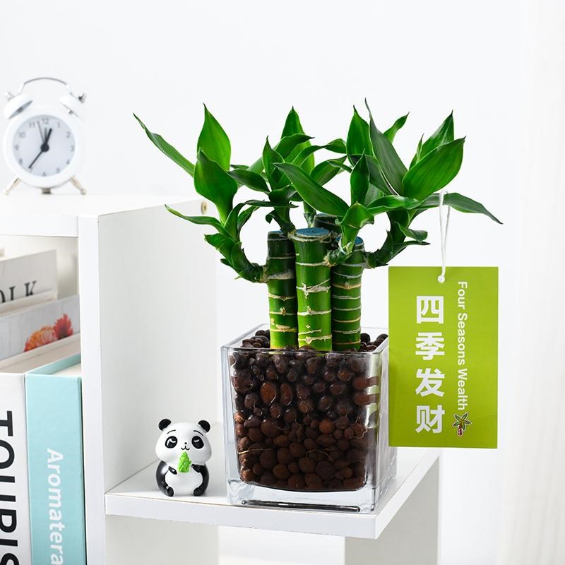 4支文昌竹盆栽富贵竹室内绿植办公室桌面水培转运竹四季花卉植物