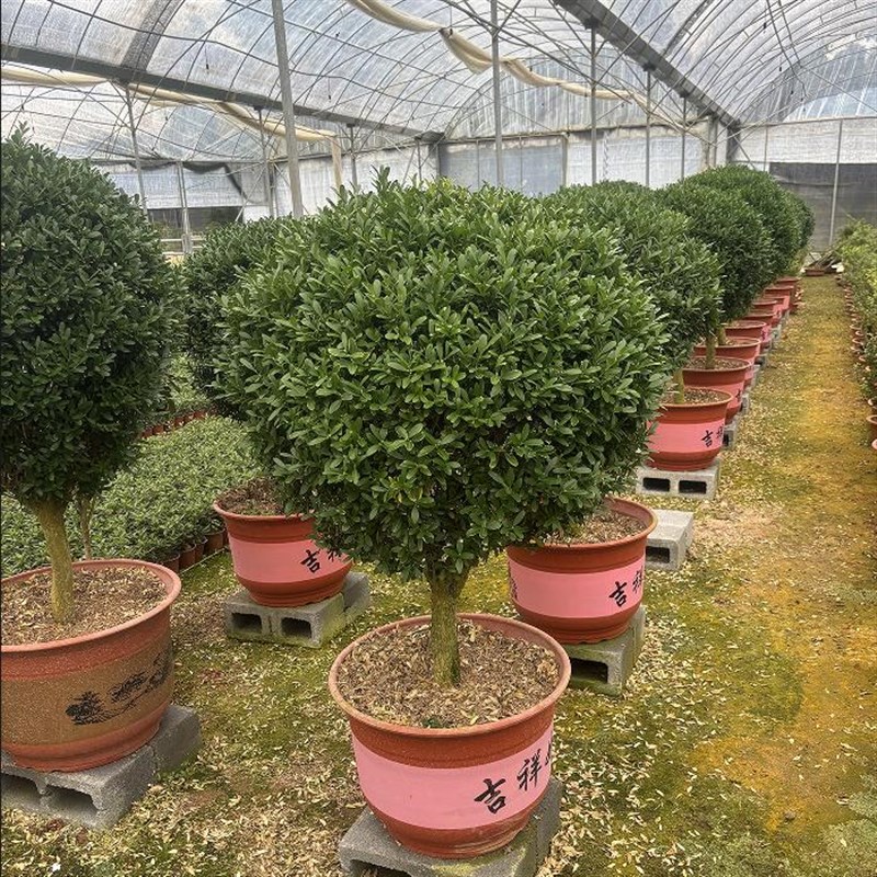 黄杨小叶雀舌盆栽万年青抗寒耐旱四季常青庭院篱笆绿化苗花卉绿植