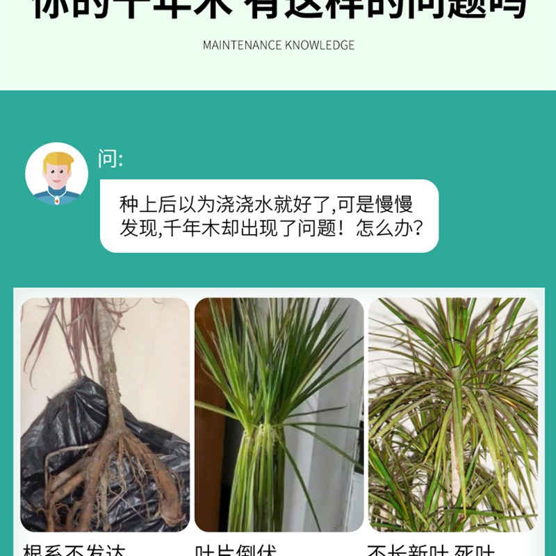 千年木肥料专用肥龙血树营养液磷钾肥花用复合肥料龙须树专用肥料