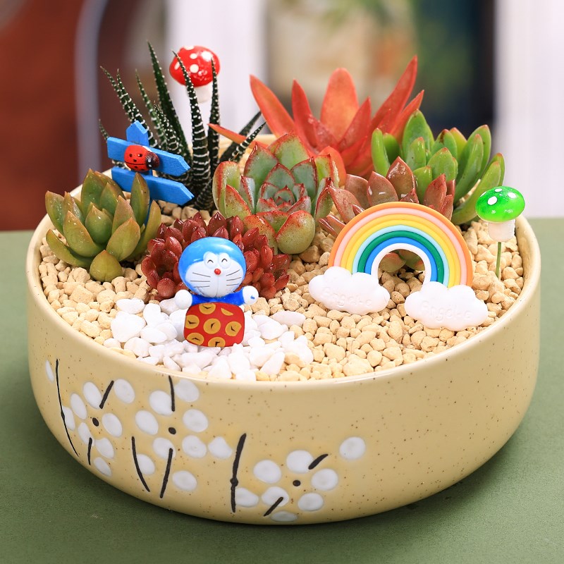 多肉植物含盆含土陶瓷花盆组合盆栽桌面盆栽室内绿植花卉好养活