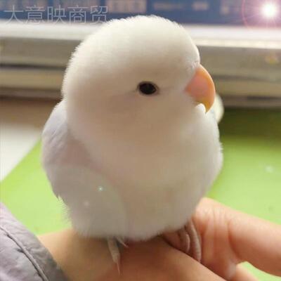 鹦活鸟的会说话虎皮手养鸟类活物小鹉型适合小孩ETB子儿童物好养