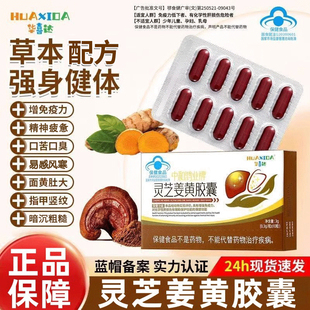 华喜达医药保健灵芝姜黄胶囊辅助保护化学性肝损伤增强免疫力