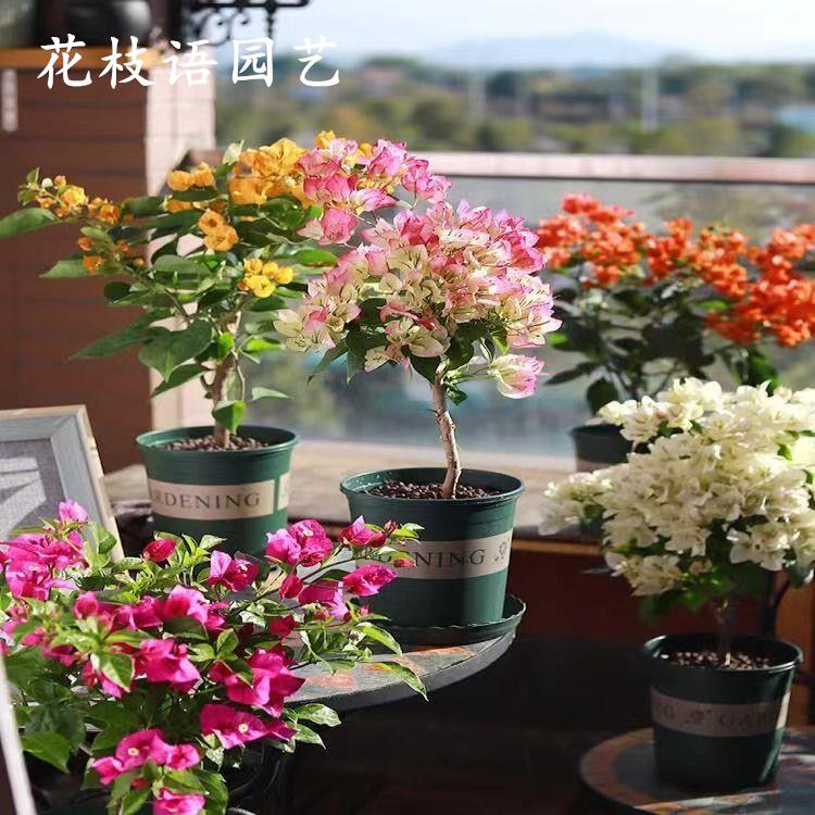 勤花重瓣三角梅盆栽老桩四季开花精品大苗带花发货室内外爬藤植物