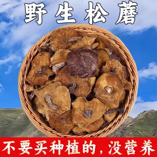 野生松蘑菇正宗长白山特产松蛾粘团子干货松茸牛肝菌松菇鸡蘑菇