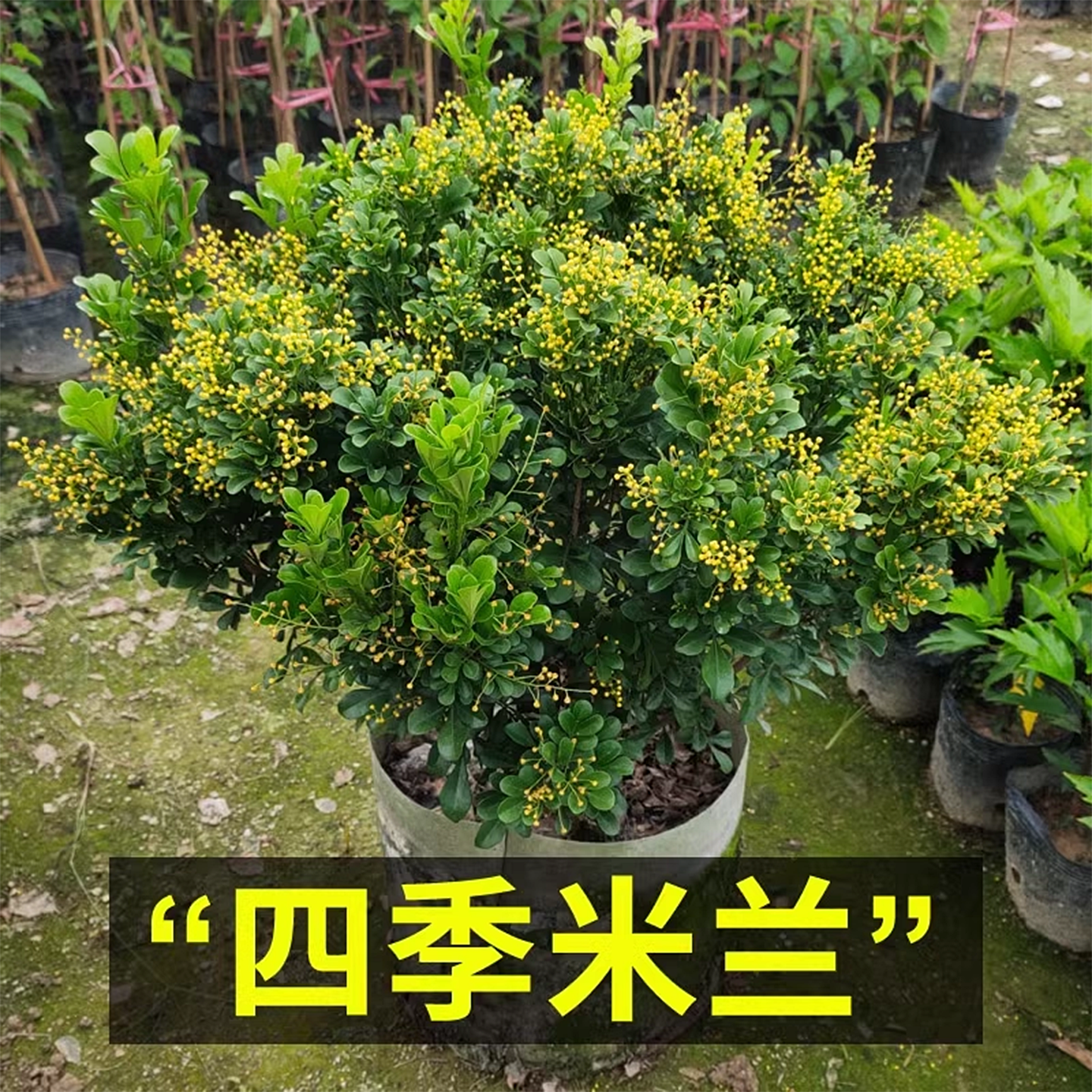 香水米兰花盆栽带花苞室内花卉绿植老桩树苗阳台植物好养易活盆景