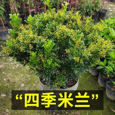 香水米兰花盆栽带花苞室内花卉