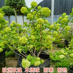 欧洲木绣球花苗盆栽中华木绣球玫瑰树苗老桩阳台庭院植物斗球耐寒