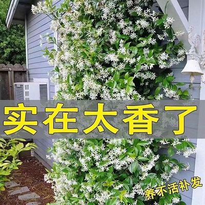 香水风车茉莉花苗盆栽阳台爬藤